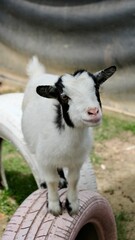 Fototapeta premium goat on farm