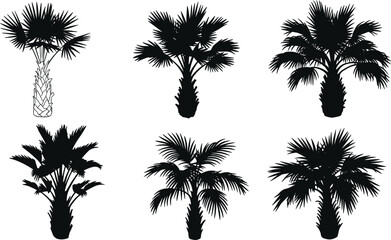 Palm tree silhouettes set, tropical beach landscape, exotic summer nature elements, black palm shapes, vector illustration, isolated botanical tropical artwork