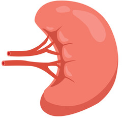 Kidney