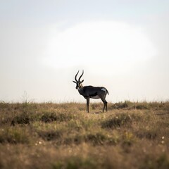 Fototapeta premium Solitary antelope standing on open dry grassland under soft natural light, capturing serene wildlife moment in a vast and quiet savanna landscape