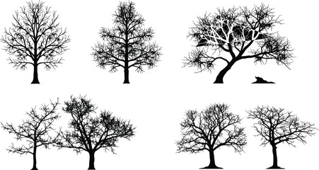 Tree silhouette, bare tree, leafless tree, deciduous tree, winter tree, forest illustration, botanical vector, branching artwork, natural design, landscape element