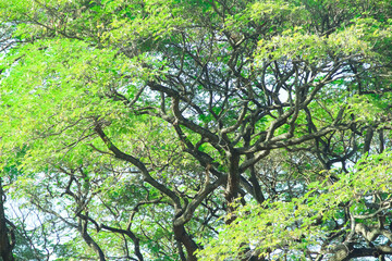 Tree branch high trunk with green leaf tropical background