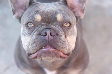 Closeup french bulldog looking up background