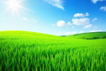 Fototapeta premium Sunlit Green Grass Carpet Stretching to the Horizon A Vibrant Spring Background Image Perfect for Nature, Environmental, and Website Designs