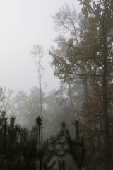 Misty Forest Landscape With Tall Trees and Mysterious Atmosphere During Early Morning Hours