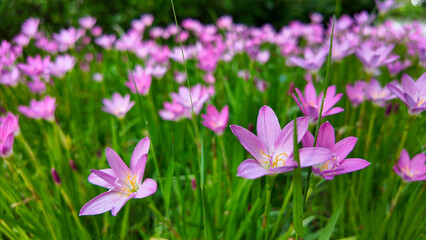 Aug 10 2025 Meadow of Blooming Pink Flowers in Vibrant Green Grass