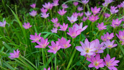 Aug 10 2025 Meadow of Blooming Pink Flowers in Vibrant Green Grass