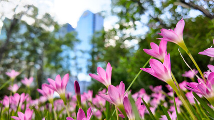 Aug 10 2025 Meadow of Blooming Pink Flowers in Vibrant Green Grass