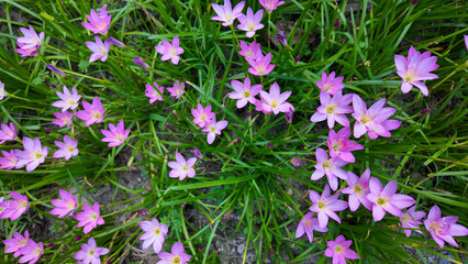 Aug 10 2025 Meadow of Blooming Pink Flowers in Vibrant Green Grass