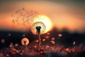 A serene dandelion field illuminated by a stunning sunset.