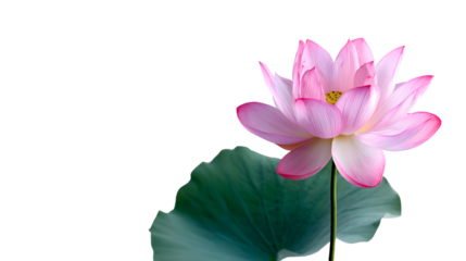 Elegant pink lotus flower with green leaf on transparent background 