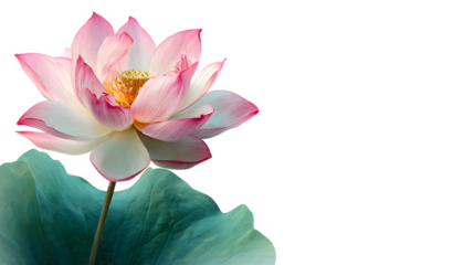 Elegant pink lotus flower with green leaf on transparent background 