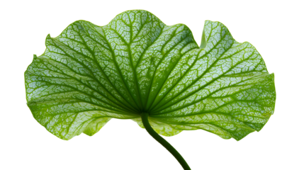 Lotus leaf  on white or transparent background