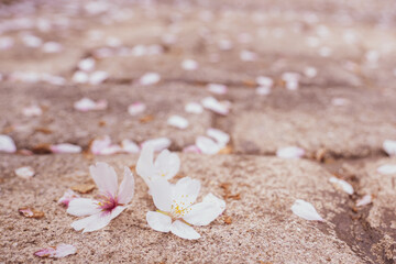 Cherry Blossoms Spring, Japan
Beautiful cherry blossoms in full bloom under a sky in Japan, symbolizing the arrival of spring and new beginnings.