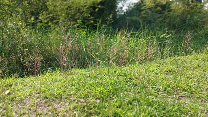 Wild grass and green meadow in tropical countryside under sunlight.