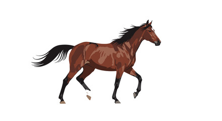 A majestic brown horse gallops across a white background with its mane and tail flowing majestically.