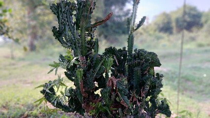 A field of green cacti with yellow flowers. The cacti are tall and spread out, creating a sense of...