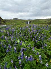 Blooming purple lupin flowers around Skogafoss waterfall.
