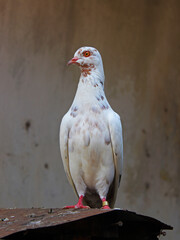 Portrait of a white pigeon perched on a cage.