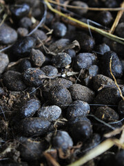 Close-up view of goat dropping. 