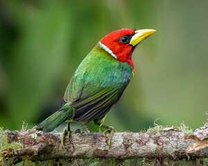 Red-headed Barbet (Eubucco bourcierii) perched on a mossy branch in the Andean cloud forest of Colombia — vibrant tropical bird with red head and green plumage