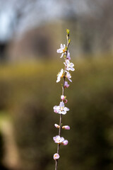 spring flowers in the garden