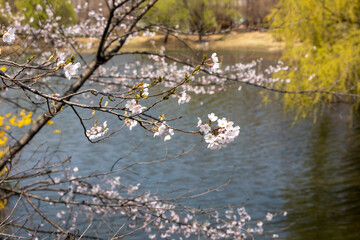  cherry blossom trees spring in the park