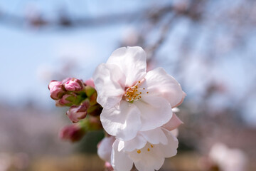cherry blossom in spring