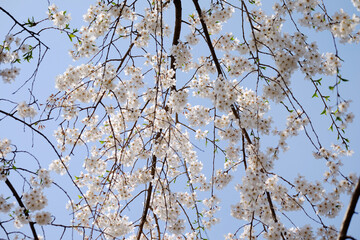 tree branches against blue sky

