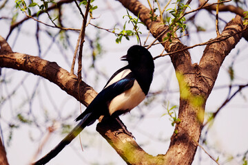A magpie sitting on a tree branch

