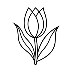 Minimalist tulip flower botanical spring bloom illustration vector line art on white background