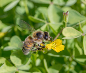 Honey Bee polinating
