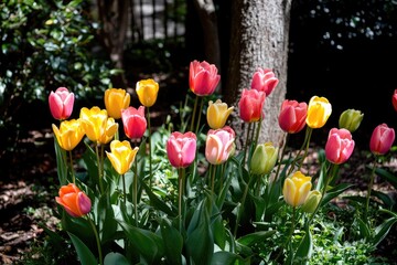 Vibrant tulips in a garden bed