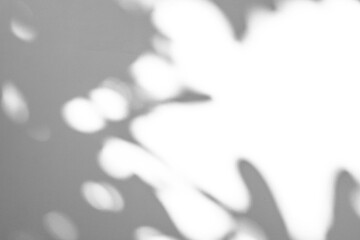 Abstract natural tree branch leaves shadow on white wall background