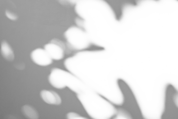 Abstract natural tree branch leaves shadow on white wall background