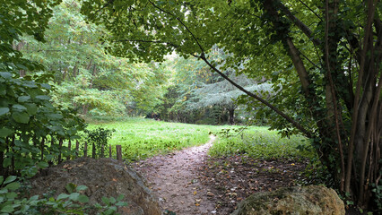 Fototapeta premium winding footpath in the woods