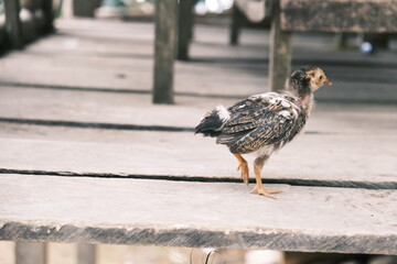 A Young Chick Exploring a Rustic Wooden Porch.