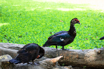 Elegant Muscovy ducks perched gracefully on a rustic log, basking in the warm sunlight of a tranquil park, their vibrant plumage adding a touch of wild beauty to the serene scene