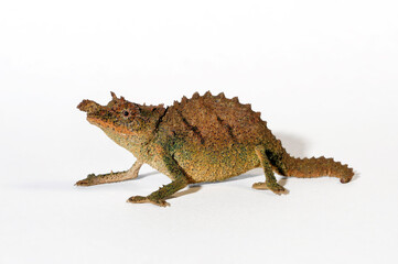 Nguru pygmy chameleon // Tansania-Zwergchamäleon (Rhampholeon acuminatus) - Tanzania 