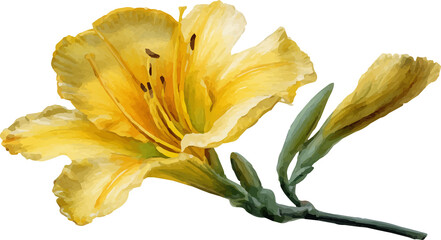 yellow flower isolated on white