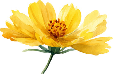 yellow flower isolated on white background