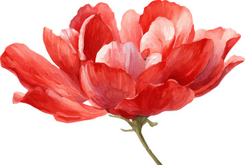 red tulip isolated on white