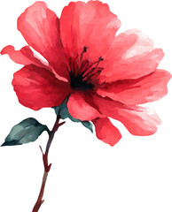 red flower isolated on white