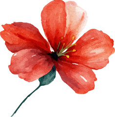 red poppy isolated on white