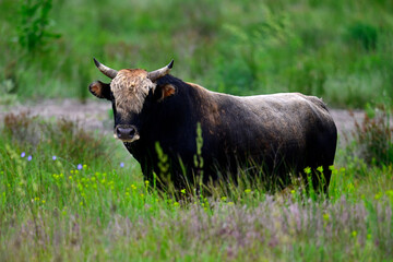 Tierwohl: Rinder-Bulle auf einer Weide im Donaudelta, Rumänien // Bull in a pasture in the Danube Delta, Romania