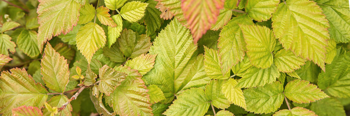 Vibrant green and red leaves in lush natural foliage background with close-up detail.