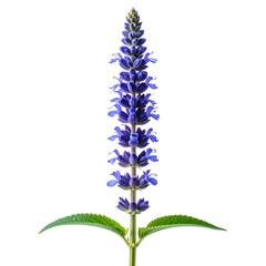 A tall, vibrant purple flower spike with green leaves on a stark black background