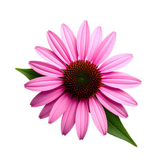 Vivid, detailed rendering of a purple coneflower with a textured brown center and green leaves