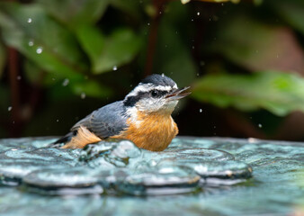 Red-breasted Nuthatch having a bath