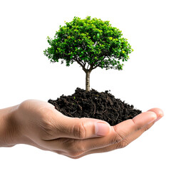 Hand cradles soil & a thriving young tree against a black background, symbolizing growth